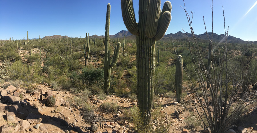 Saguaro National Park